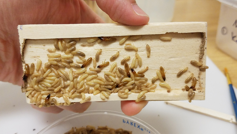 Drywood Termite Detection, How To Treat Drywood Termites In Kitchen Cabinets