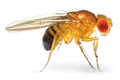 Fruit Fly Extermination: How to Get Rid of Fruit Flies