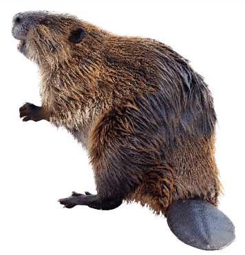 What Makes a Rodent a Rodent? - Pest Control Technology