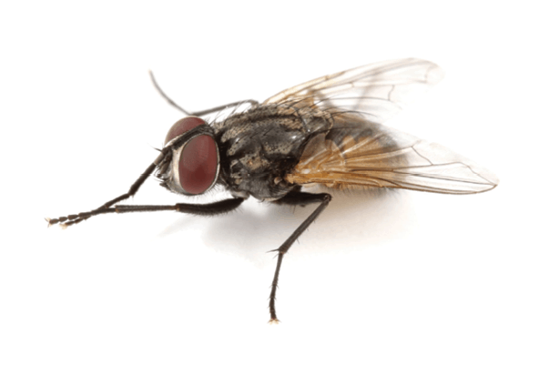 https://www.pctonline.com/fileuploads/publications/18/issues/103874/articles/images/House_fly__Musca_domestica_Stoy_Hedges_fmt.png