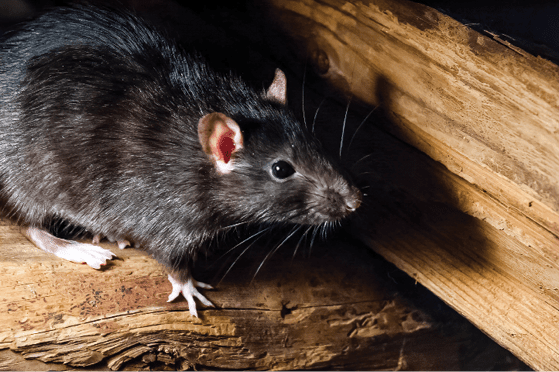 All The Ways Rodents Can Make Trouble For Houston Homeowners