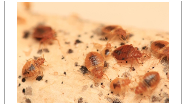 Chicago Tops Orkin List of Top 50 Bed Bug Cities Pest Control Technology