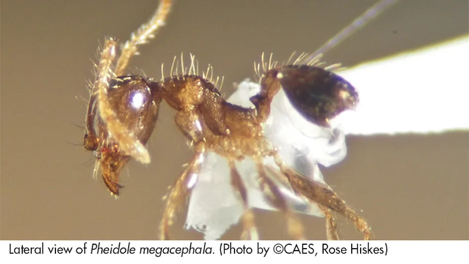 Bigheaded ant - Pheidole megacephala (Fabricius)