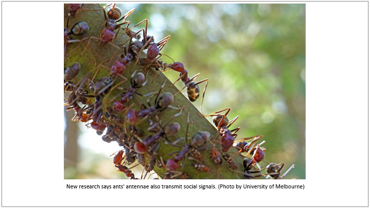 Ant Antennae Provide Vital ID Information, Study Finds Pest Control Technology
