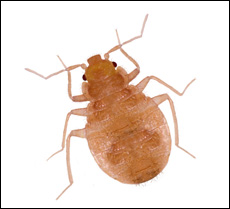 NPMA Responds to Canadian Study Suggesting Bed Bugs Can Transmit