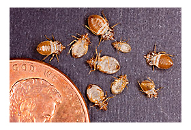 Bed Bugs Can Transmit Parasite that Causes Chagas Disease Pest