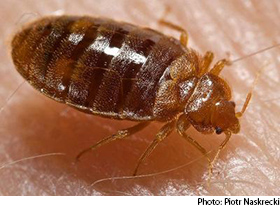 Bed Bugs Can Survive Freezing Temps, But Cold Can Still Kill Them