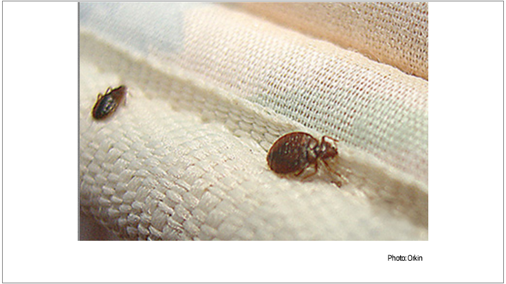 Orkin Releases New Top 50 Bed Bug Cities List Pest Control Technology