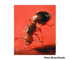 Fire Ant Venom as a Fungicide? Pest Control Technology