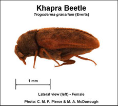 Khapra Beetles Turning Up at U.S. Points of Entry Pest Control Technology