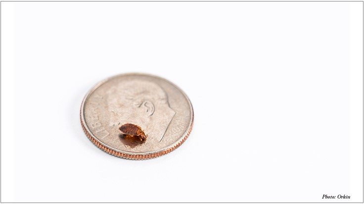 Baltimore Tops Orkin’s Top 50 Bed Bug Cities List Pest Control Technology