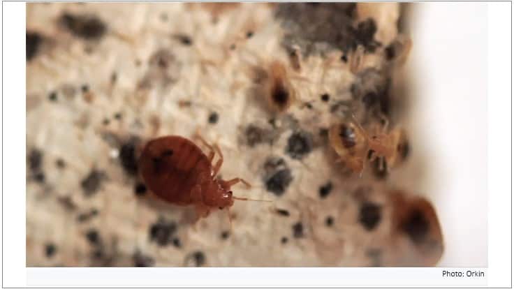 Washington, D.C. Takes Top Spot on Orkin’s Top 50 Bed Bug Cities Pest