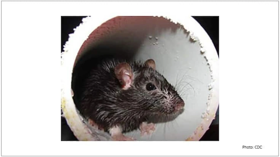 Rodent IPM Success When Using the 80/20 Rule - Pest Control Technology