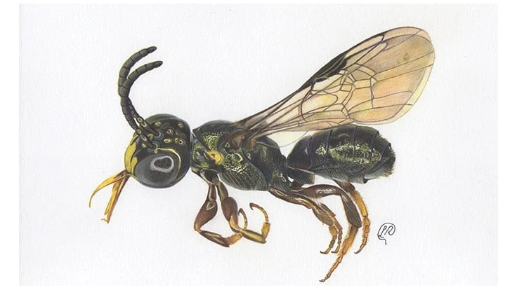 Photo of the male Ceratina (Ceratinula) fioreseana, a new bee species discovered on a Bayer ForwardFarm in Água Fria de Goiás, Brazil. The bee was identified through its unique body features. It’s a solitary bee that does not live in colonies, produce honey or have a queen, but it belongs to an important group of pollinators.