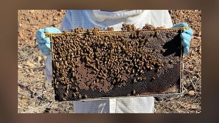 In an effort to halt a worldwide decline in honeybees, scientists at UC San Diego and other UC campuses have established a network of bee researchers and engineers. The network, one of the largest in the country, will develop new solutions by joining various avenues of expertise.