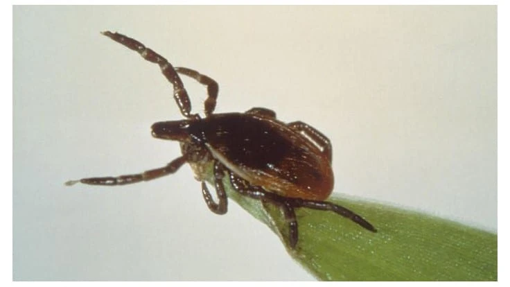 Host-seeking blacklegged tick.