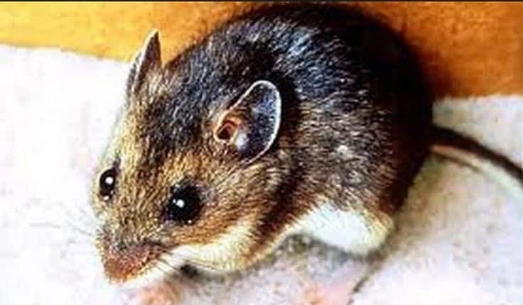 deer mouse
