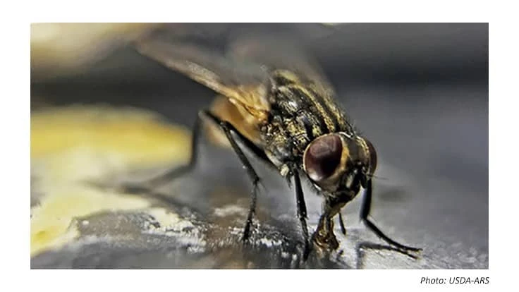 Close-up of a feeding house fly. 