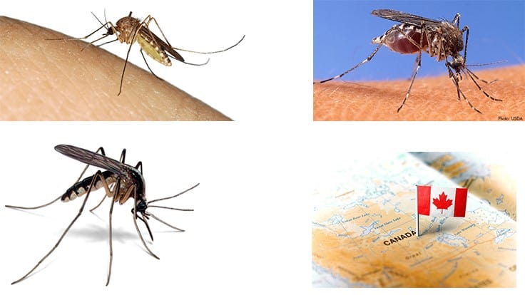 Top 3 Mosquitoes in Canada, and Where They’re Typically Found Pest