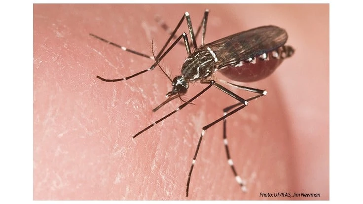 genetically modified mosquito