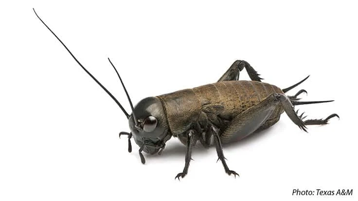 Crickets are among insect species that will be studied by the Center for Environmental Sustainability through Insect Farming for their feed and food potential.