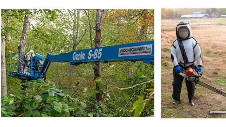 asian-hornet-nest-removal