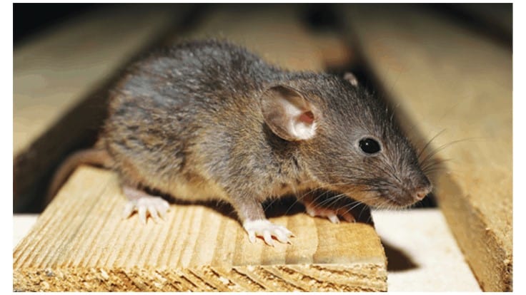 Orkin Releases 'Top 50 Rattiest Cities' List Pest Control Technology
