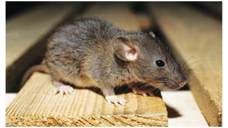 Rodents struggled for resources during the COVID-19 pandemic, creating a new set of problems for PMPs and the public.