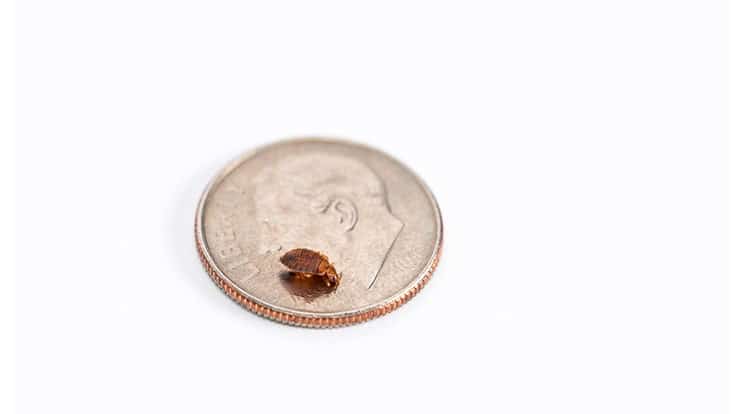 Chicago Tops Orkin's Bed Bug Cities List Pest Control Technology