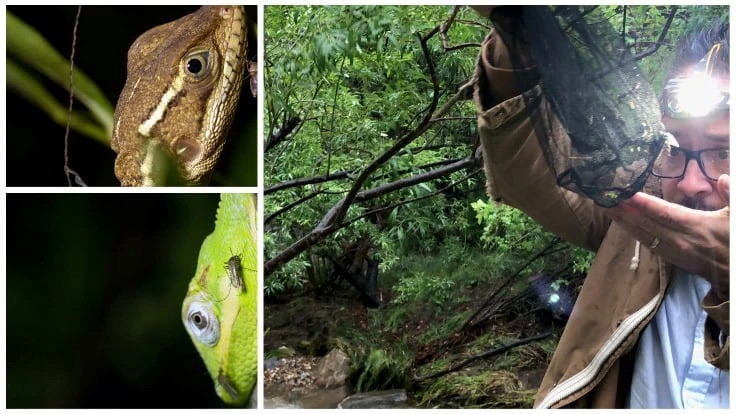 Specimen of Culex mosquito on a non-native lizard (bottom photo). Lawrence Reeves holding a bag of freshly captured mosquitoes. . 
