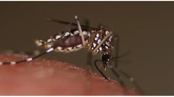 Aedes aegypti mosquito are a common vector of viral diseases spread to humans.