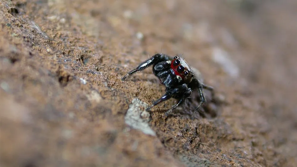 Are jumping spiders dangerous? - Rove Pest COntrol