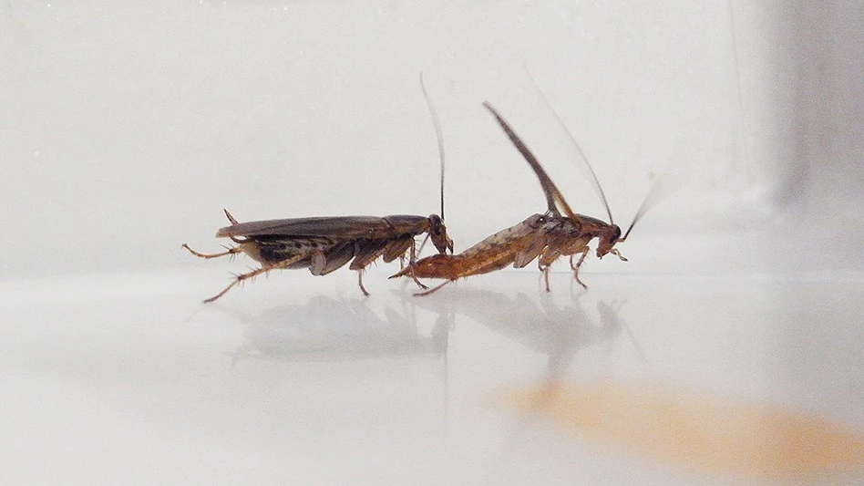 female roaches