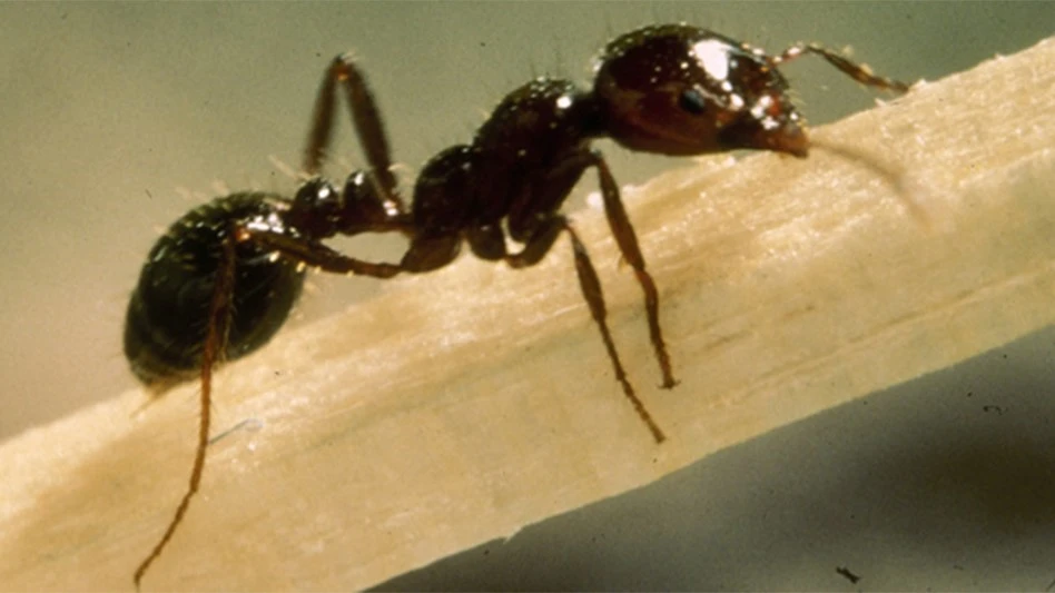 Red imported fire ant