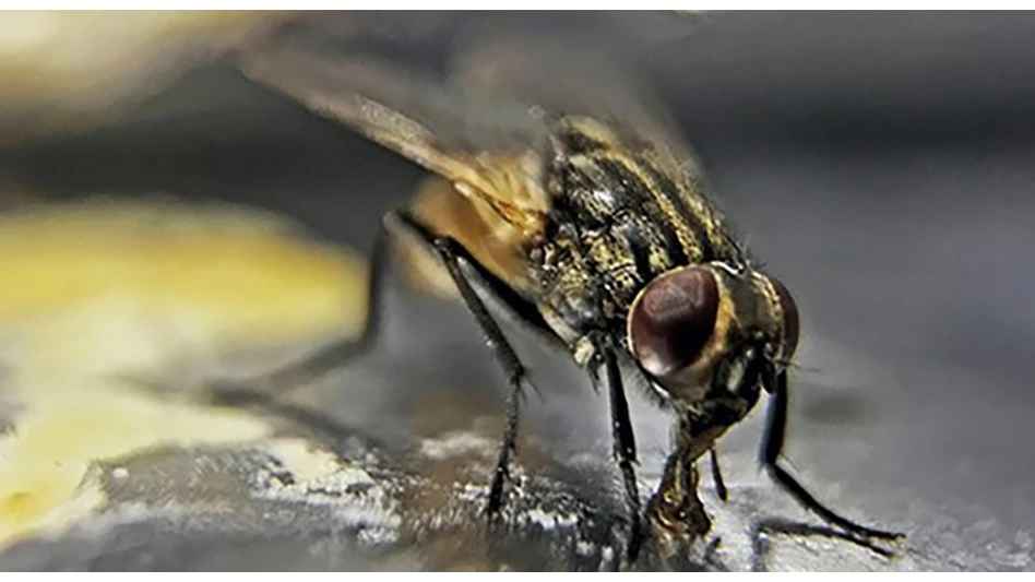 House fly