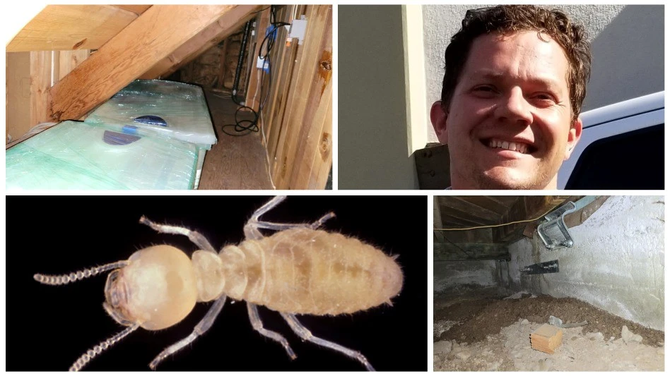 Formosan termites california