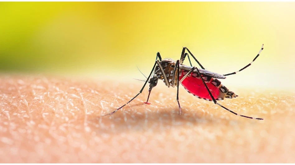 Aedes mosquitoe is sucking blood on human skin