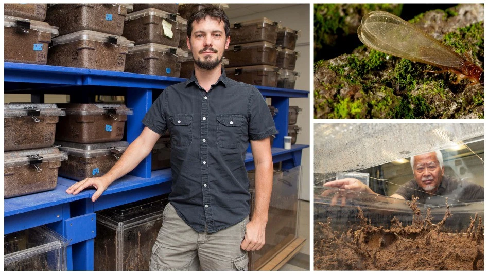 UF-Formosan-termite-study