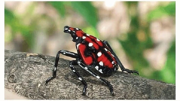 Spotted lanternfly nymph