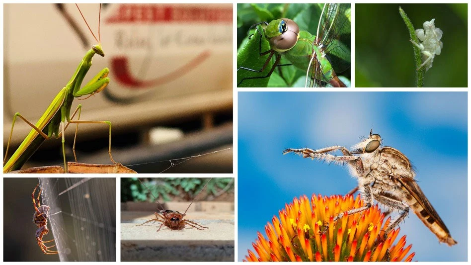 BJ Holloway, owner of Karma Pest Solutions, Rapid City, S.D., won last year’s competition with his photo of a praying mantis atop an orange traffic cone.