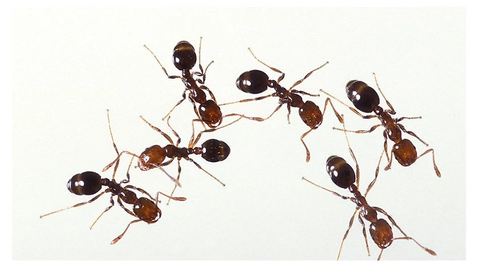 ARS scientists are researching how fire ants use their venom to prevent diseases in their colonies