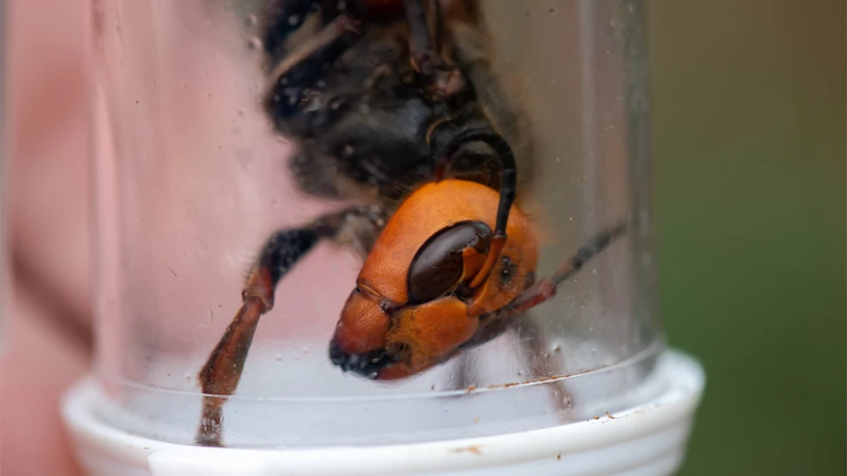 Northern Giant Hornet