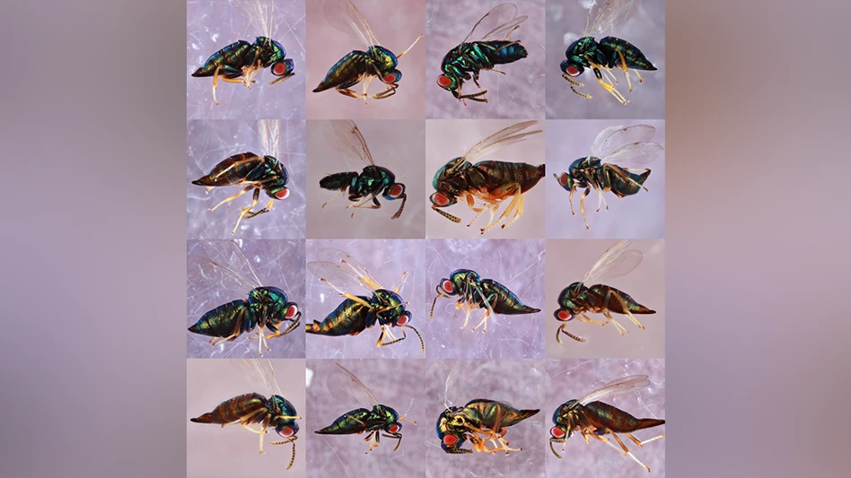 Shown here are wasp specimens collected by researchers at the University of Iowa that all matched the description of Ormyrus labotus.