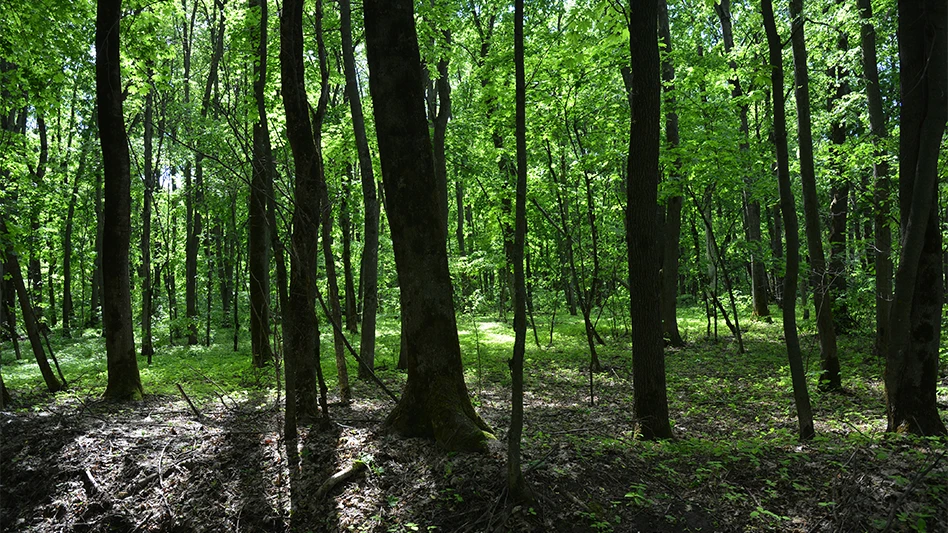 A dense leafy forest landscape. A young temperate deciduous green forest in spring.