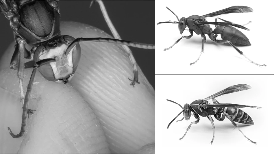 Images of paper wasps