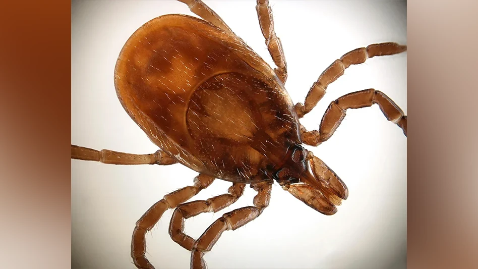 As surveillance for ticks and the disease-causing germs they spread improves, so does Americans’ access to knowledge about where the risk of tickborne disease is greatest. Experts at the U.S. Centers for Disease Control and Prevention’s Division of Vector-Borne Diseases have assembled new surveillance data into a report thatoffers up-to-date county-level maps of both where blacklegged ticks (Ixodes scapularis), shown here, are prevalent and where they’ve been found infected with any of seven different disease-causing germs, or pathogens.