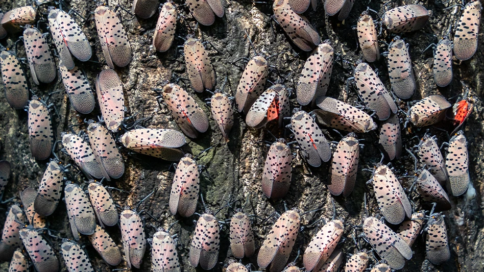 Hundreds of invasive spotted lanternflies (Lycorma delicatula) covering the trunk of their host tree, the tree of heaven (Ailanthus altissima) in Media, Pennsylvania, USA