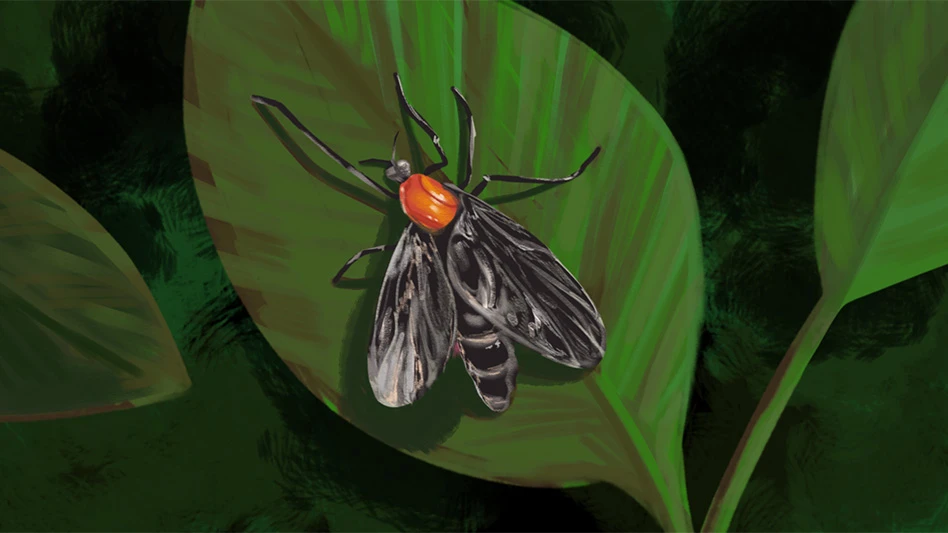 Texas A&M AgriLife Illustration of a Lovebug