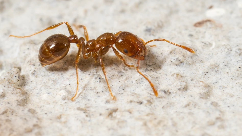 Red Imported Fire Ant