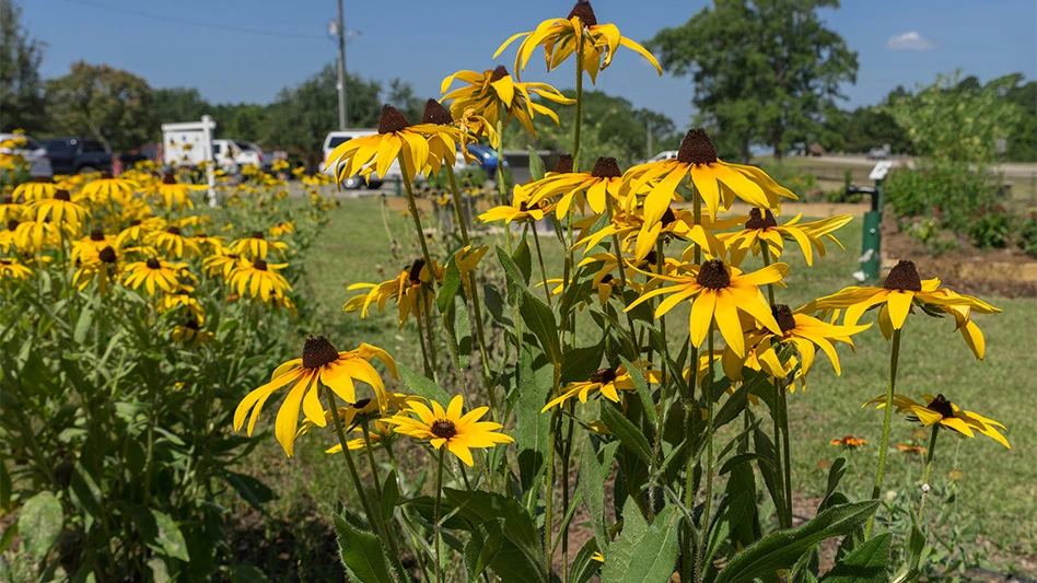 Rudbeckia, commonly called black-eyed Susan, is one of several native Mississippi plants that provide food and shelter for pollinators and wildlife while contributing to environmental biodiversity.